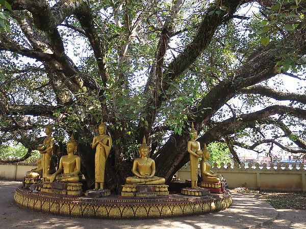 Arbre et Bouddhas
