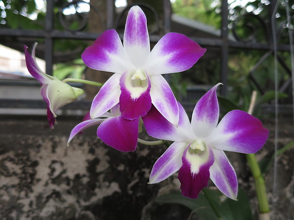 Fleurs